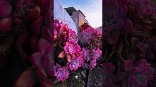 Beautiful succulents garden shortvideo succulent houseplant indoorplants nature cactus [upl. by Erda783]