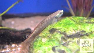 Elegant Algae Eating Goby Stifodon Elegans [upl. by Sirc]