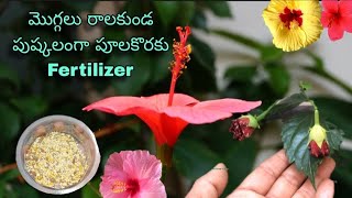 మందార మొగ్గలు పడకుండ చవకైన Organic FERTILIZER Hibiscus Bud DropsTelugu Gardener with Arts Soil Mix [upl. by Moss142]