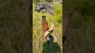 Cadaver dog finds human muscle workingk9 malinois searchandrescue [upl. by Lucey]