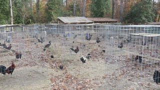 80 chickens rescued from illegal cockfighting ring in Virginia [upl. by Tadeas]