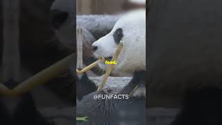 5 Fun Facts About Brars You Didn’t Know❗️❗️funfacts bear viralvideo [upl. by Norehc]