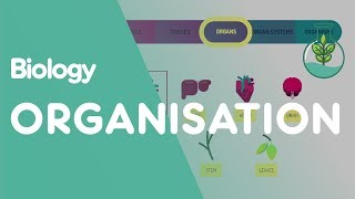 Levels of organisation an organism  Cells  Biology  FuseSchool [upl. by Zipporah]