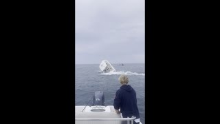 WATCH Breaching whale lands on boat off New Hampshire coast [upl. by Corena350]