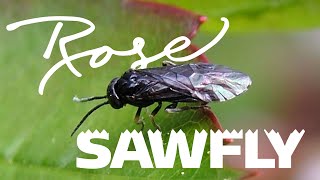 Rose Sawfly [upl. by Nyrtak]