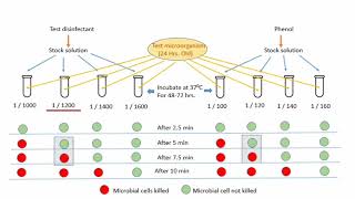 Evaluation of Disinfectants [upl. by Aihcela]