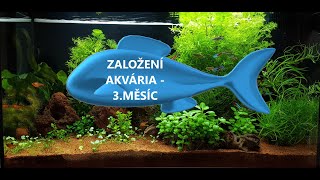 AKVARISTA ZAČÁTEČNÍK 1  Juwel RIO 125  3měsíc od založení [upl. by Ellison220]