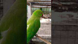 parrot parrottalking cute parroting cutebird talkingparrort cuteparrot birds [upl. by Dexter]