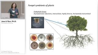 Phylogenetic Insights into the Endophyte Symbiosis using PacBio Ribosomal DNA Sequencing [upl. by Elroy]