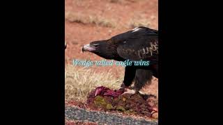 Wedge tailed eagle vs the alliance very old vid [upl. by Khajeh891]