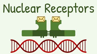 Nuclear Receptors amp Signaling Pathway [upl. by Paine]