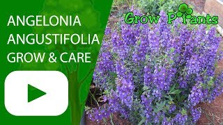 Angelonia angustifolia flowers growing and care [upl. by Enylecoj]