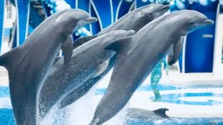 World’s best Dolphin 🐬 show of Seaworld🇺🇸 usa viral video youtube seaworld Orlando dolphin [upl. by Tillie]