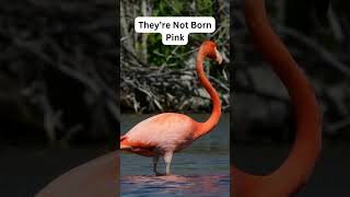 Flamingo Facts wildlife birds animalfacts animals nature flamingo flamingobird [upl. by Suivatco]