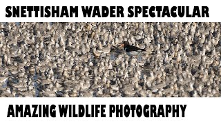 SNETTISHAM WADER SPECTACULARAwesome wildlife Photography [upl. by Ahsehyt]