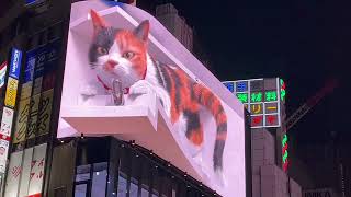 shinjuku cat 🐱 [upl. by Jaunita]