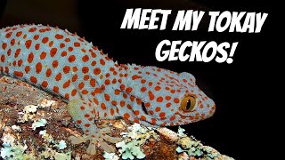 MEET MY TOKAY GECKOS  FEEDING  Reptiliatus [upl. by Rauch]