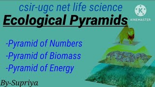 Ecological pyramids  pyramid of number  Biomass  Energy  Ecology  csir net life science [upl. by Gusella368]