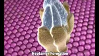 Mechanism of Anthrax Toxins [upl. by Redan]