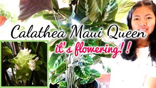 REPOTTING MY MASSIVE CALATHEA MAUI QUEEN  PLANT UPDATE  Myra Murison [upl. by Fairfield]