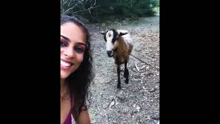 A mischievous goat clearly having a bad day petsfypシ゚viral [upl. by Ellahcim]