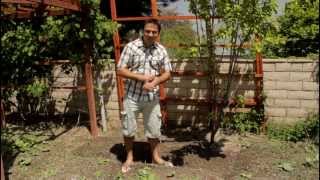 How to Garden Pumpkin Trellis [upl. by Vickie]