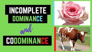 Incomplete Dominance and Codominance Non Mendelian Genetics [upl. by Schmidt]