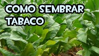 Como sembrar Tabaco  Autosuficiencia [upl. by Evvie]