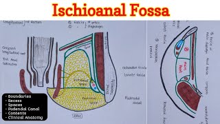 Ischioanal Fossa  Perineum 46 [upl. by Nilo177]