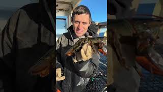 Removing barnacles from a lobster maine lobster sustainable education saving helping [upl. by Wartow]