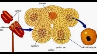 Development of Microsporangia  pollen sac [upl. by Enerual416]