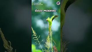 morning vibes 🌄 morning morningvibes naturevideo natureshorts [upl. by Nitsugua]