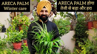 Areca palm care n fertilizer इस एक चीज से areca palm तेजी से हरा और बड़ा होगा [upl. by Dahcir]