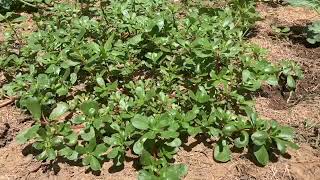 PURSLANE AND ITS BENEFITS [upl. by Angell]