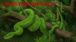 Liasis dubudingala [upl. by Kinnon405]