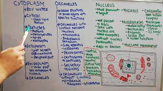 Physiology lecture 9  The nucleus made easy  Nuclear membrane  nucleolus  nucleoplasm [upl. by Eelsel]