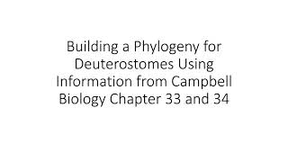 Building a Phylogeny for Deuterostomes [upl. by Ettevy]