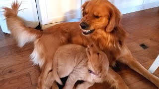 Golden Retriever Dad Tells Daughter Playtime is Over [upl. by Ardnikat238]