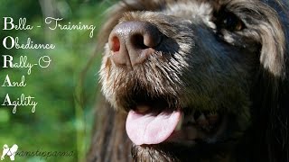 Portuguese water dog training [upl. by Friedrich]