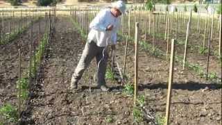 How to Tie and Stake Tomato Plants [upl. by Aliahs]