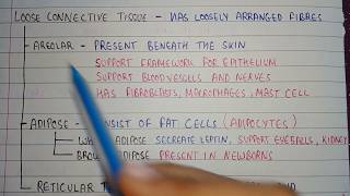 Loose connective tissues  areolar tissue location  adipose tissue location  reticular tissues [upl. by Benia769]