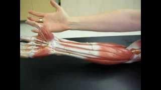 Muscles of the Arm 2 [upl. by Pickford]