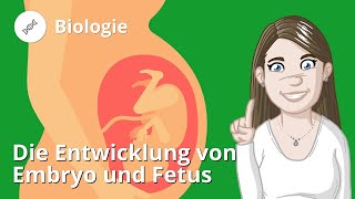 Entwicklung von Embryo und Fetus – Biologie  Duden Learnattack [upl. by Krisha]