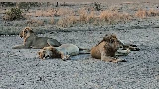 4 Young Monwana Male Lions on Timbavati  8 October 2024 [upl. by Lorant66]