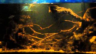 Mamberamo river biotope tank dwarf neon rainbowfish [upl. by Charles]