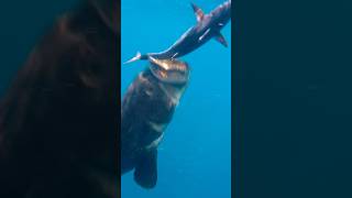 Giant Grouper Eats Bonito Underwater [upl. by Willie]