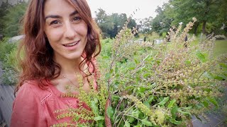 I will FOREVER grow this Medicinal Herb Meet Holy Basil [upl. by Emmeline]