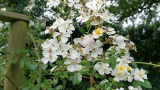 Late Flowering Rambling Roses [upl. by Oremo]