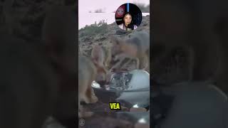 🔴HERMOSA LABOR RESCATANDO ANIMALES del DESIERTO 🥹❤️ [upl. by Miguela951]