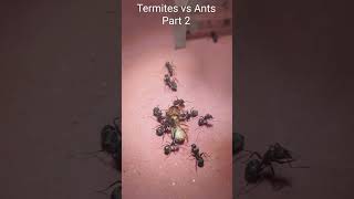 Termites vs Ants nature insects ants war termites [upl. by Selie]